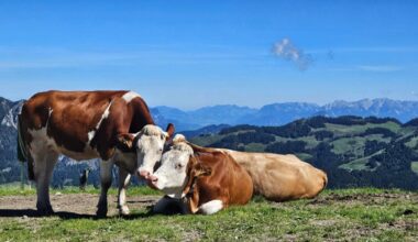 Wir suchen die drei besten Natur-Fotos aus dem Allgäu