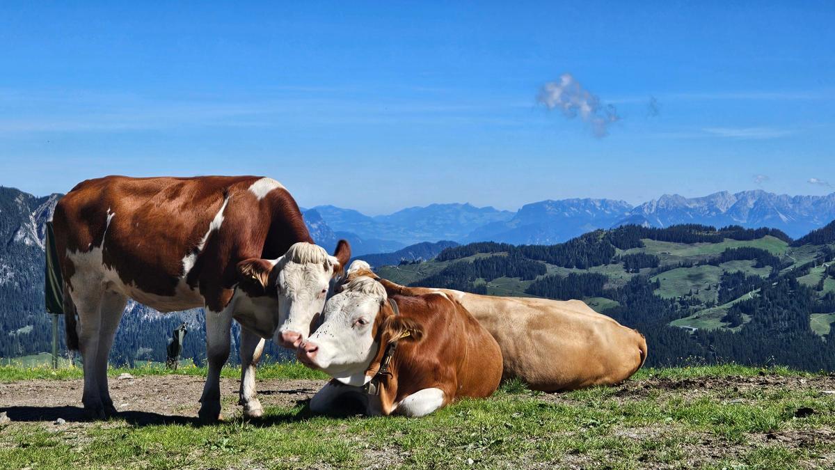 Wir suchen die drei besten Natur-Fotos aus dem Allgäu