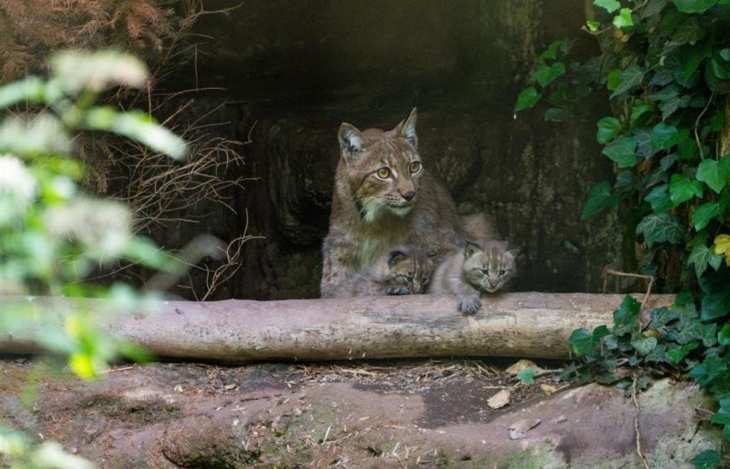 Desari hat im Nürnberger Tiergarten drei Junge zur Welt gebracht