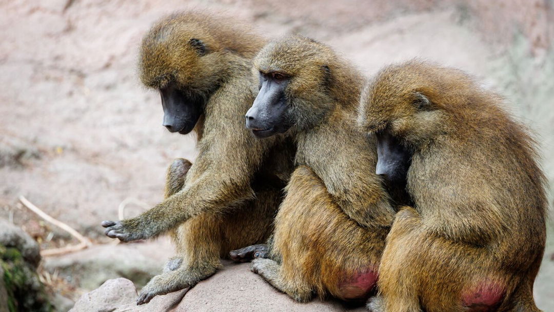 Wieso sollen Paviane im Nürnberger Tiergarten sterben?