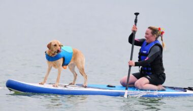 Video. Margo der Whippet gewinnt UK Dog Surf Championships
