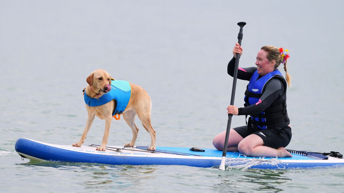 Video. Margo der Whippet gewinnt UK Dog Surf Championships