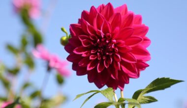 Sein Vater ist jetzt ein Garten