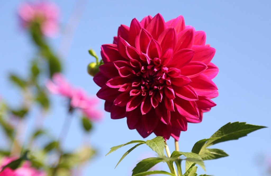 Sein Vater ist jetzt ein Garten