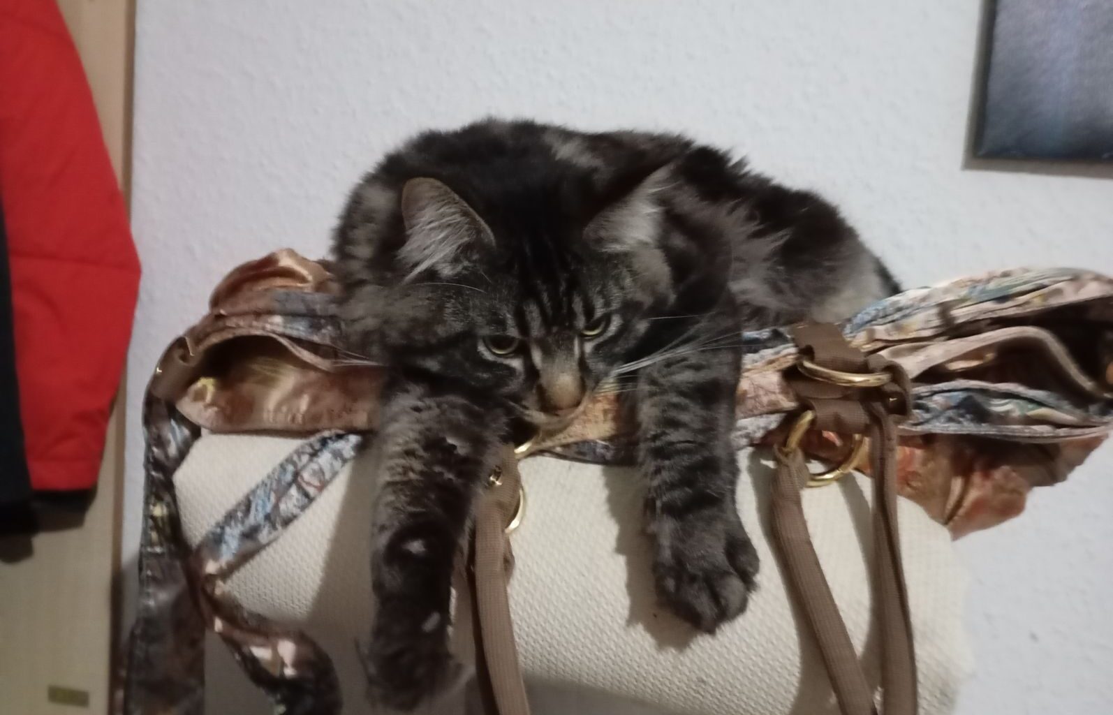 Wasilij hat wieder freie Termine (Gelsenkirchen) - Maine Coon (Deckkater)