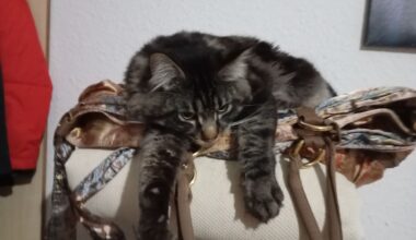 Wasilij hat wieder freie Termine (Gelsenkirchen) - Maine Coon (Deckkater)