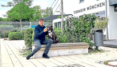 In Bayern nicht vermittelbar: Diese Hunde haben es im Tierheim München schwer