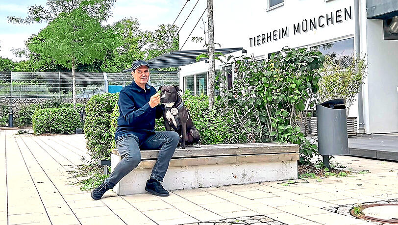 In Bayern nicht vermittelbar: Diese Hunde haben es im Tierheim München schwer