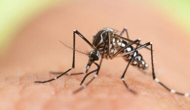 Asiatische Tigermücke jetzt auch in München: Diese Stadtviertel sind betroffen