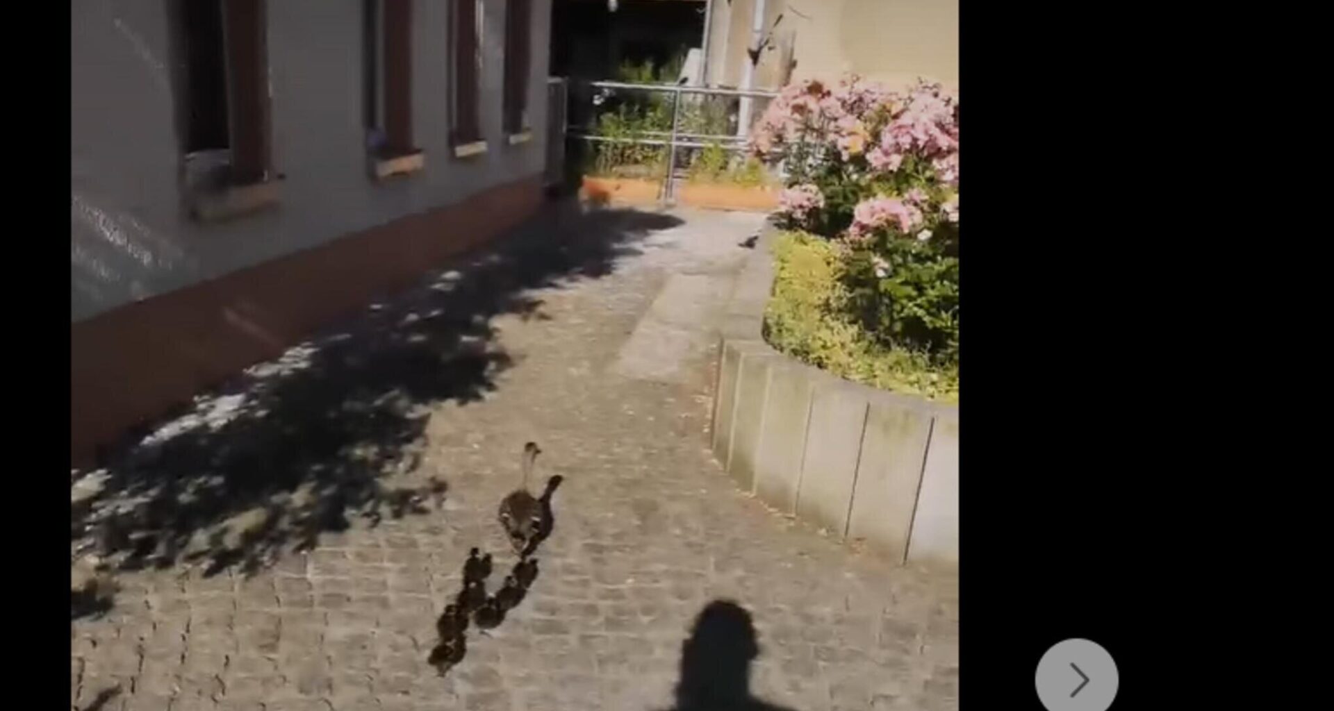 Tierrettung in Frankenberg: Ente gut, alles gut?