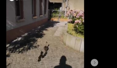 Tierrettung in Frankenberg: Ente gut, alles gut?