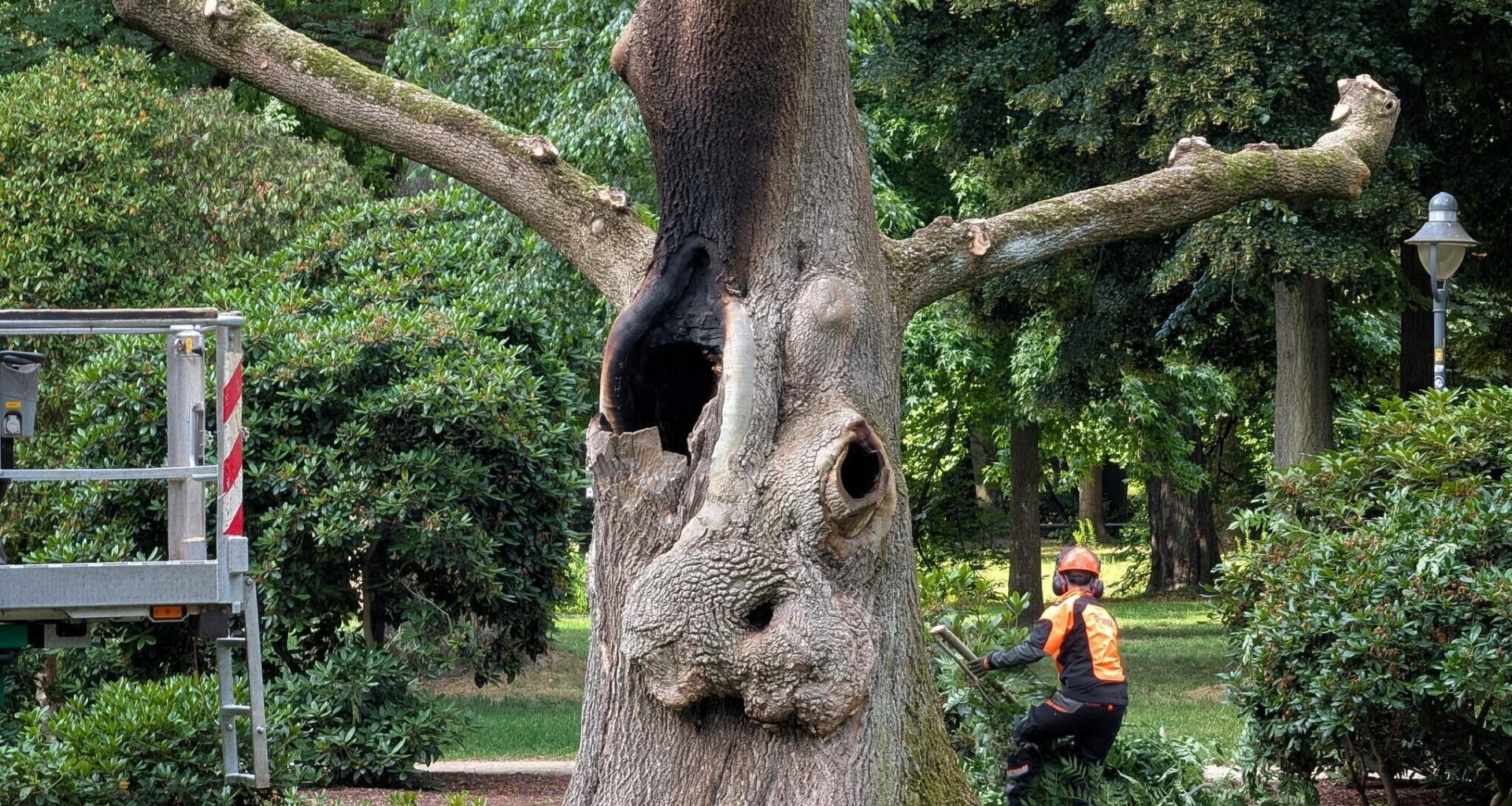 Markanter Baum auf Chemnitzer Schloßteichinsel angezündet: Keine Rettung?