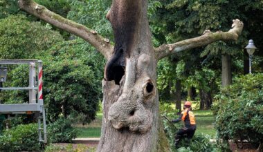 Markanter Baum auf Chemnitzer Schloßteichinsel angezündet: Keine Rettung?