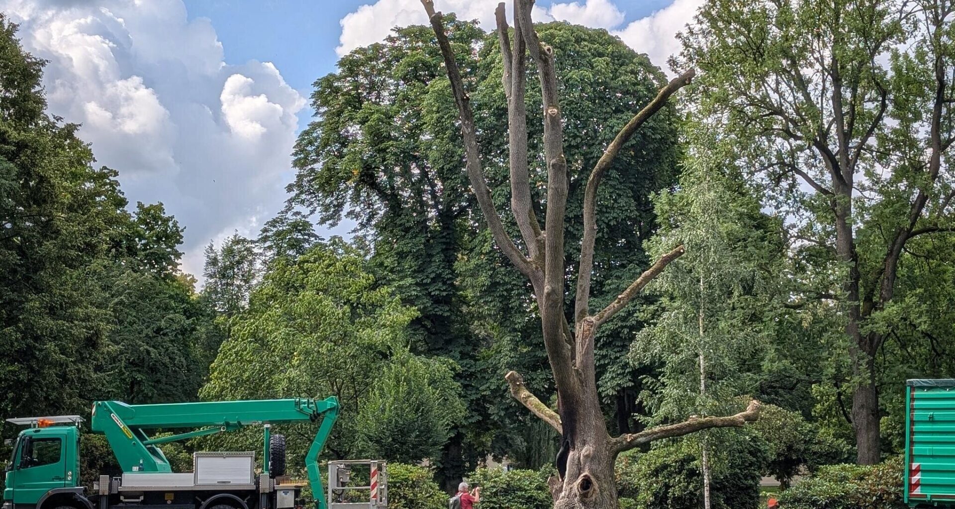 Rettung nach Feuer auf Chemnitzer Schloßteichinsel? Baum-Gutachten soll Klärung bringen