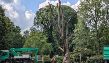 Rettung nach Feuer auf Chemnitzer Schloßteichinsel? Baum-Gutachten soll Klärung bringen