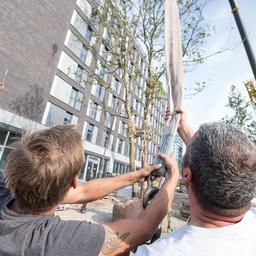 Zwei Mitarbeiter der Baumschule Loberg balancieren mit Seilen eine Plantane, die von einem Kran hochgehoben wird. (Quelle: dpa/Fabian Sommer)