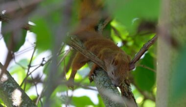 Ein Eichhörnchen liegt bei starker Hitze am 19.06.2022 in Berlin Karlshorst auf einem Ast in einem Baum. (Quelle: rbb24/Winkler)