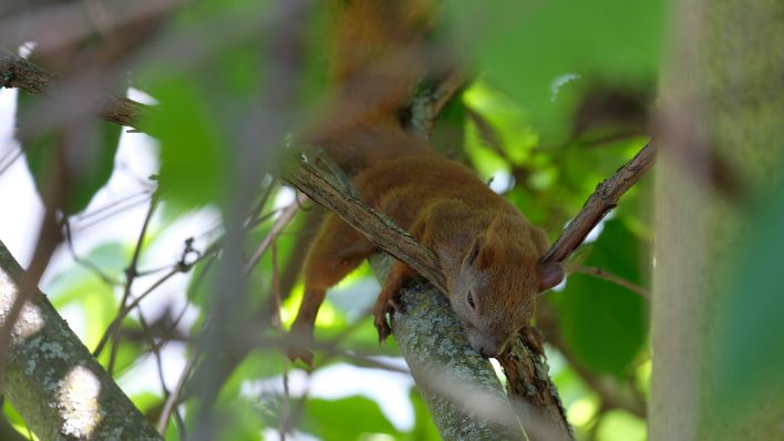 Ein Eichhörnchen liegt bei starker Hitze am 19.06.2022 in Berlin Karlshorst auf einem Ast in einem Baum. (Quelle: rbb24/Winkler)