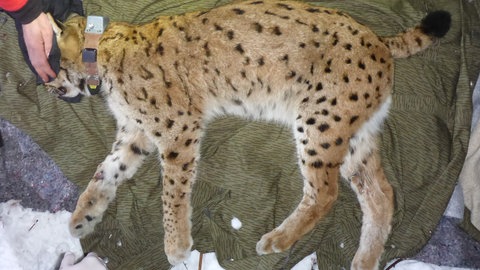 Luchs Wilhelm wird 2017 mit einem Sender ausgestattet