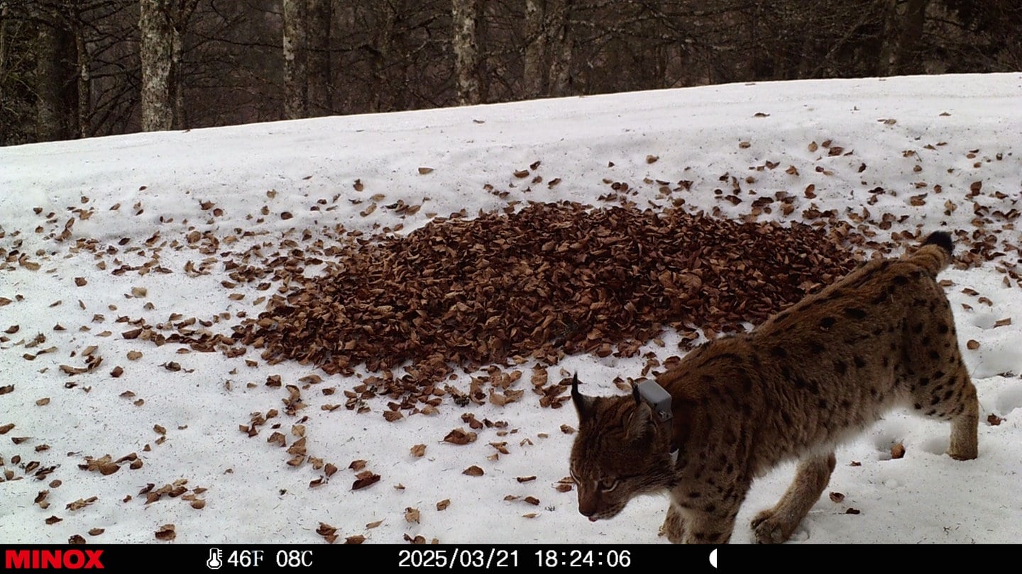 Besonderes Tier: Jetzt fehlt diesem Luchs nur noch ein Weibchen