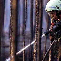 Ein Feuerwehrmann löscht in einem Waldstück bei Babben im Elbe-Elster-Kreis ein Glutnest. (Quelle: dpa/Frank Hammerschmidt)