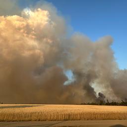 Waldbrand in Gohrischheide (Quelle: rbb/Aline Lepsch)
