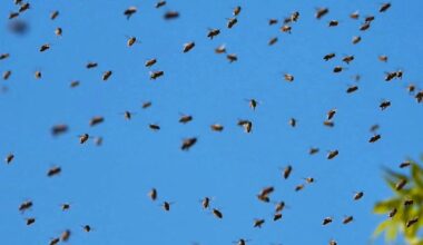 Aggressiver Bienenschwarm verletzt in Frankreich 24 Menschen