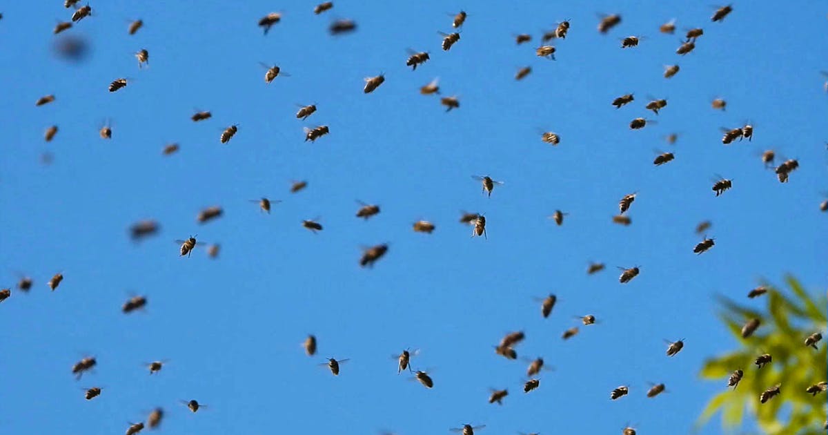 Aggressiver Bienenschwarm verletzt in Frankreich 24 Menschen