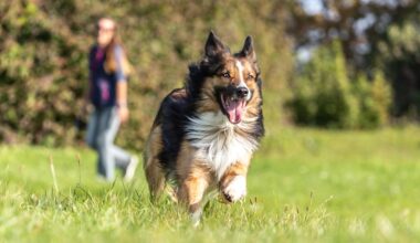 Das Problem sind, wie immer, die Hundehalter
