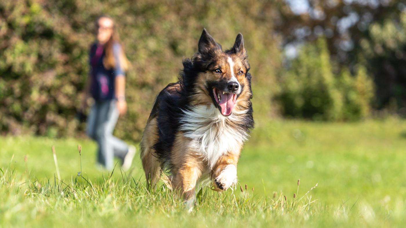 Das Problem sind, wie immer, die Hundehalter