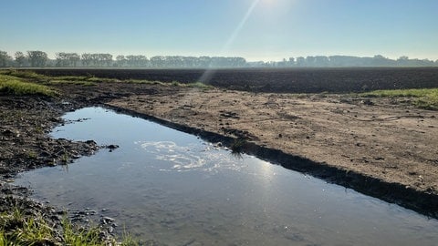 Ackerflächen am Rhein bei Gimbsheim