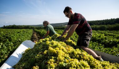 Europäischer Wein könnte aus Handelsabkommen mit den USA ausgeschlossen werden, warnt Lobbyverband