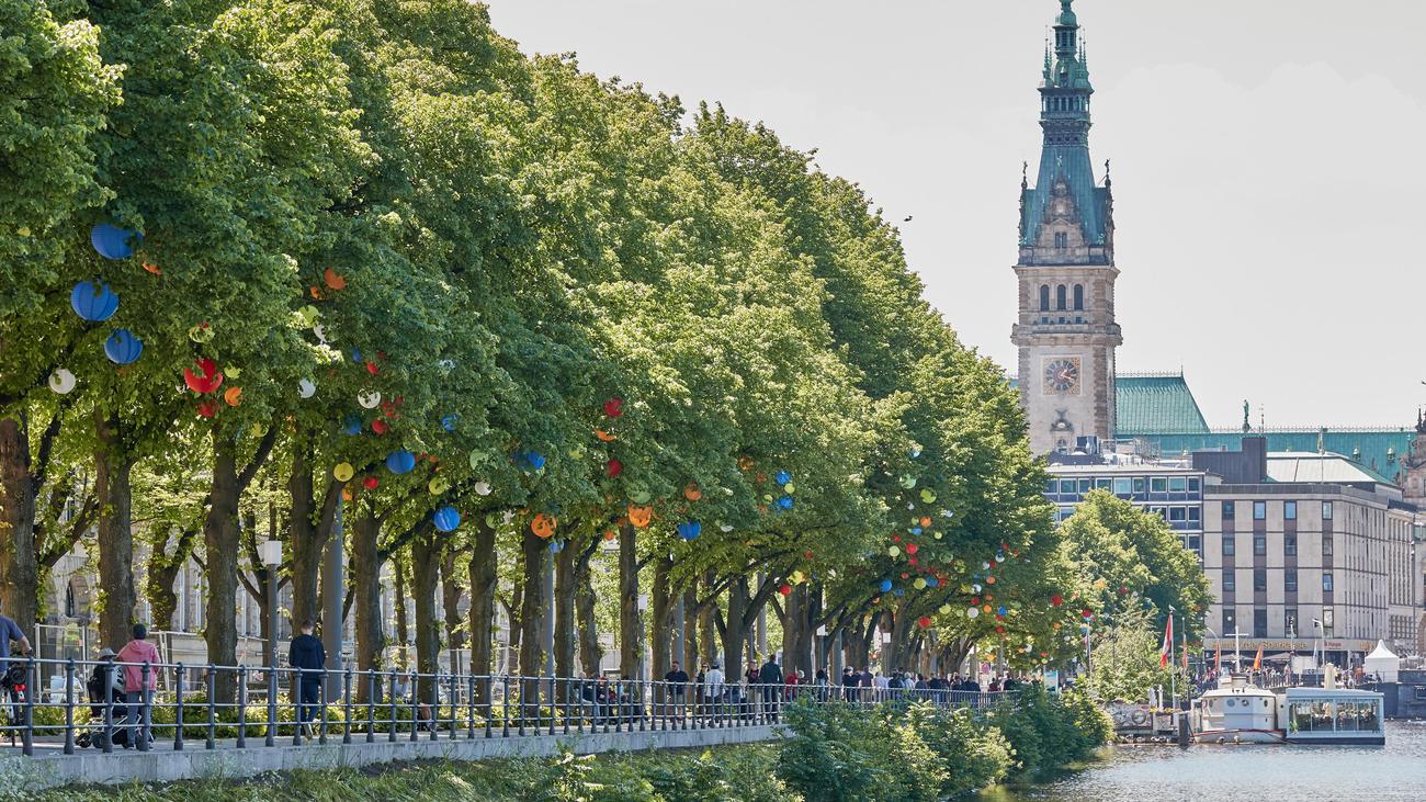 Straßenbäume in Hamburg: "Es macht keinen Sinn mehr, deutsche Eichen in die Stadt zu pflanzen"