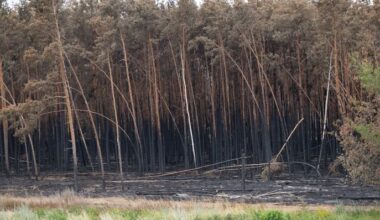 Brandschäden des Waldbrandes in der Gohrischheide, aufgenommmen am 11.07.2025. Die sächsische Forstverwaltung stuft das Feuer in der Gohrischheide als größten Waldbrand der vergangenen Jahrzehnte im Freistaat ein. (Quelle: dpa-Bildfunk/Sebastian Kahnert)