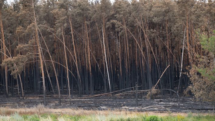 Brandschäden des Waldbrandes in der Gohrischheide, aufgenommmen am 11.07.2025. Die sächsische Forstverwaltung stuft das Feuer in der Gohrischheide als größten Waldbrand der vergangenen Jahrzehnte im Freistaat ein. (Quelle: dpa-Bildfunk/Sebastian Kahnert)