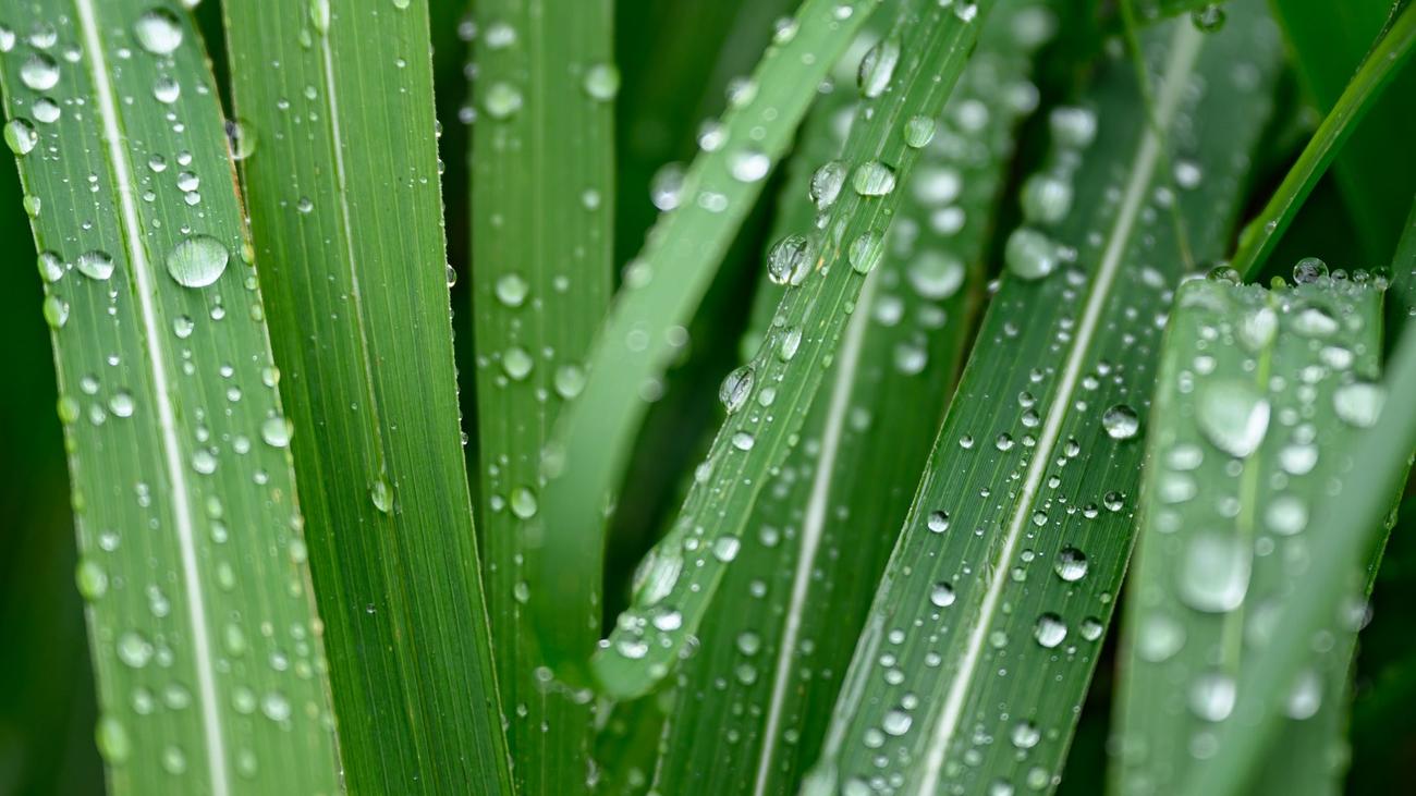 Wetteraussichten: Regen, Hagel und Gewitter in Berlin und Brandenburg erwartet