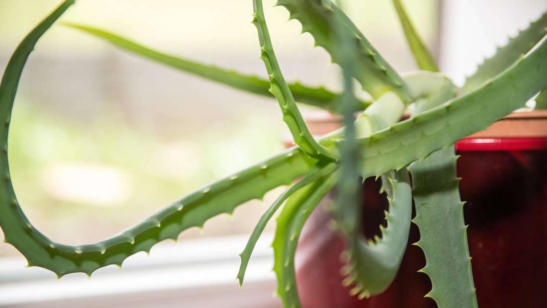 Aloe Vera Pflanze in einem roten Topf 