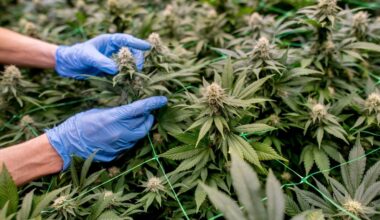 Cannabis: Fast 300 Cannabis-Clubs in Deutschland genehmigt