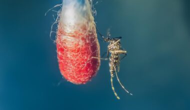 Chikungunya: Tut sehr weh, gibt es bald auch in Deutschland