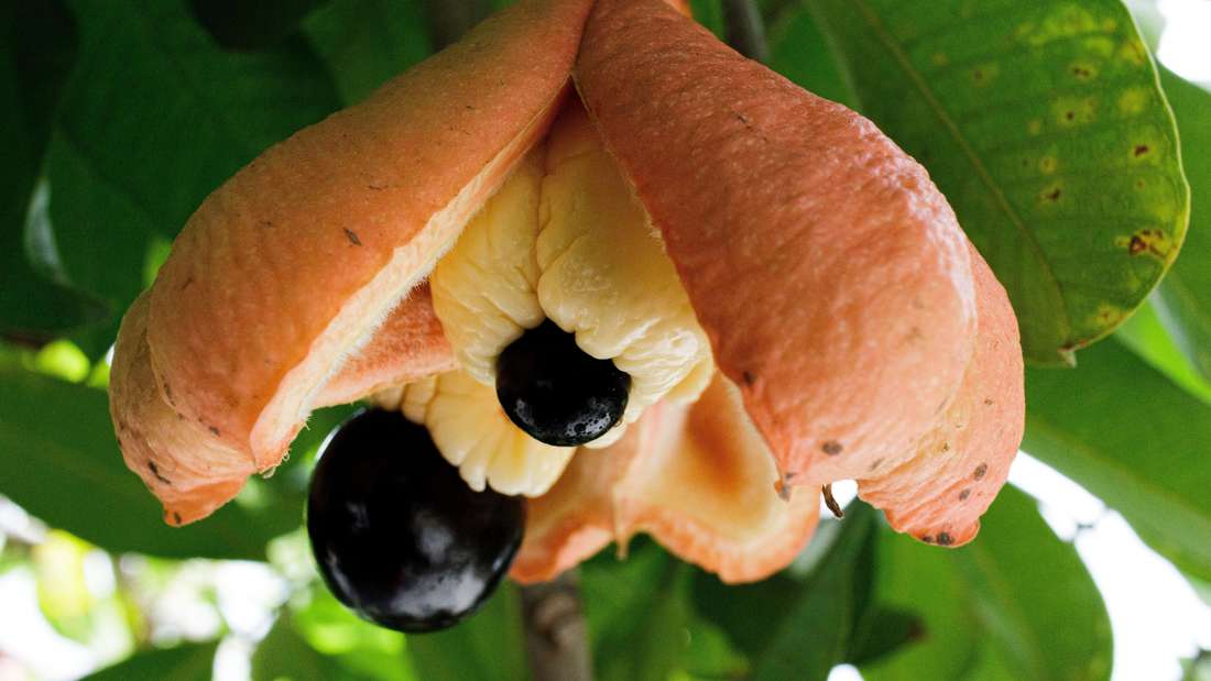 Nahaufnahme einer reifen Akee-Frucht – einem der gefährlichsten Lebensmittel der Welt.