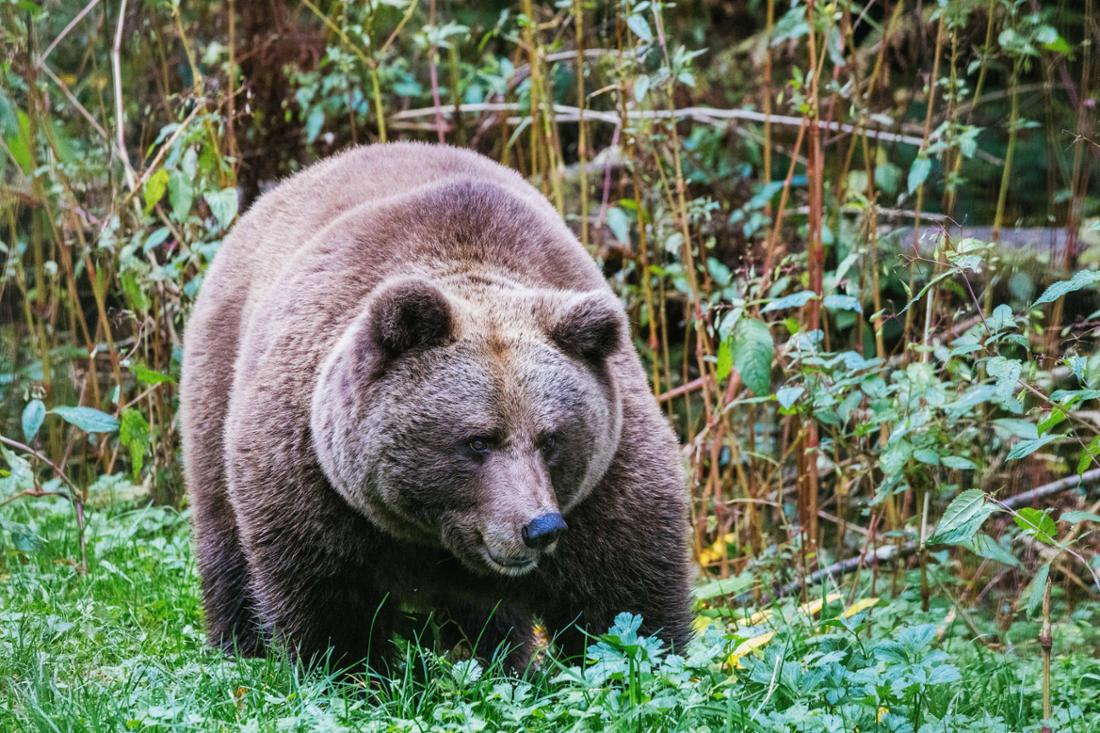 Bärin Isa hat ihr Zuhause bereits im Schwarzwald – mit Gaia kommt jetzt eine Artgenossin hinzu.
