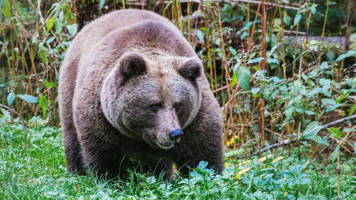 „Problembärin“ JJ4 jetzt in Deutschland – sie tötete Jogger in Italien