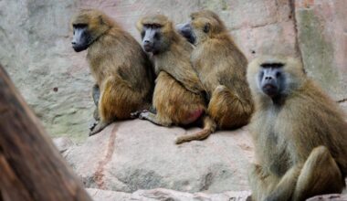 Nürnberg: Geplante Affen-Tötungen: Tierschützer ketten sich im Zoo an