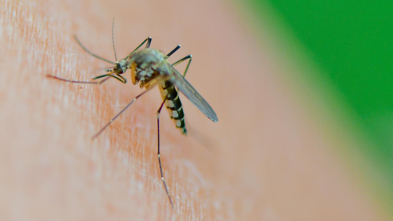 Weltgesundheitsorganisation: WHO warnt vor weltweiter Ausbreitung des Chikungunyavirus