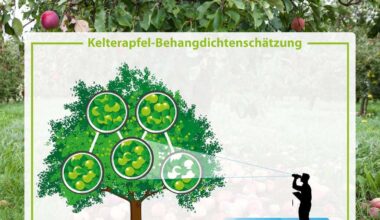 Streuobsternte mit 450.000 Tonnen in 2025 besser als erwartet
