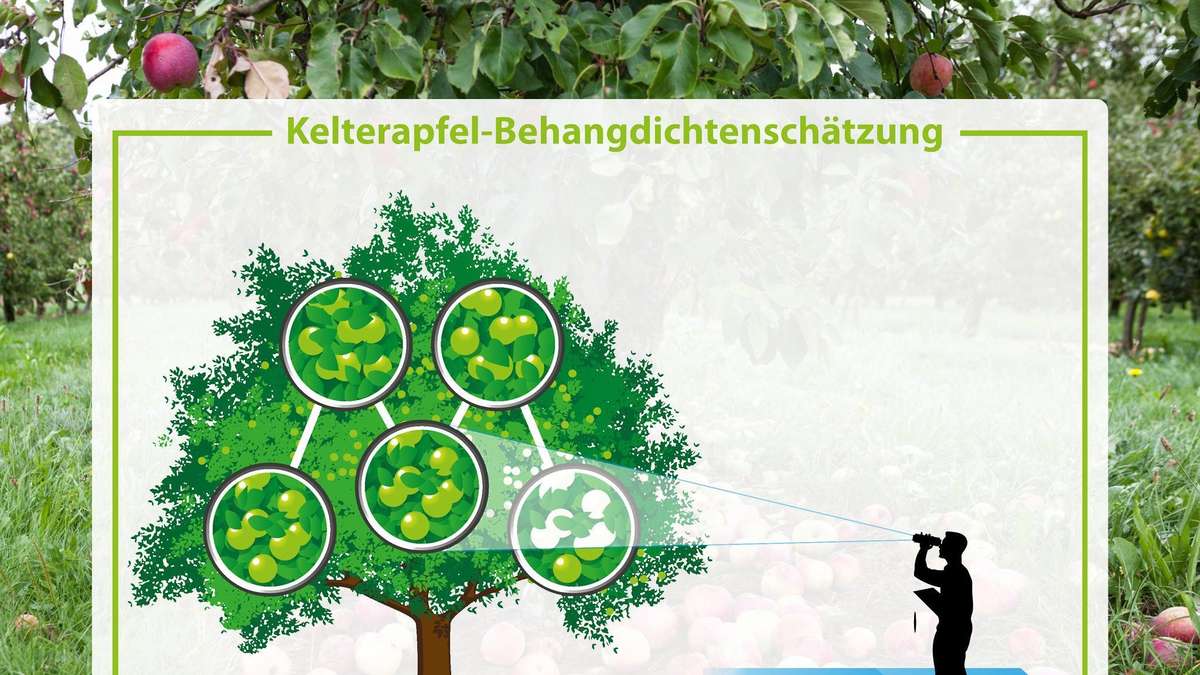 Streuobsternte mit 450.000 Tonnen in 2025 besser als erwartet