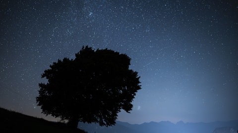 Perseiden strahlen am Himmel. Der Baum wirkt in der Nacht dagegen ganz schwarz. 