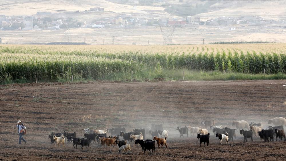 Extremwetter: In Silopi im Südosten der Türkei wurde ein neuer türkischer Hitzerekord von mehr als 50 Grad registriert.
