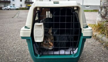 Katzen in Transportbox auf Gehweg. (Quelle: dpa/Michael Bihlmayer)