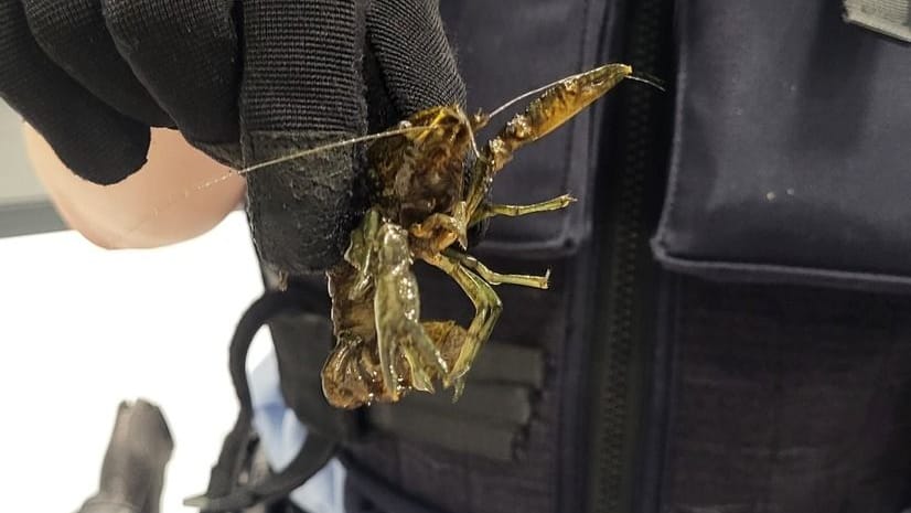 Eine Beamtin mit einem der Flusskrebse: Woher die Tiere stammen, ist unklar.